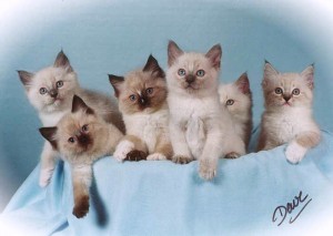 The Boardroom Kittens - adj w viveza